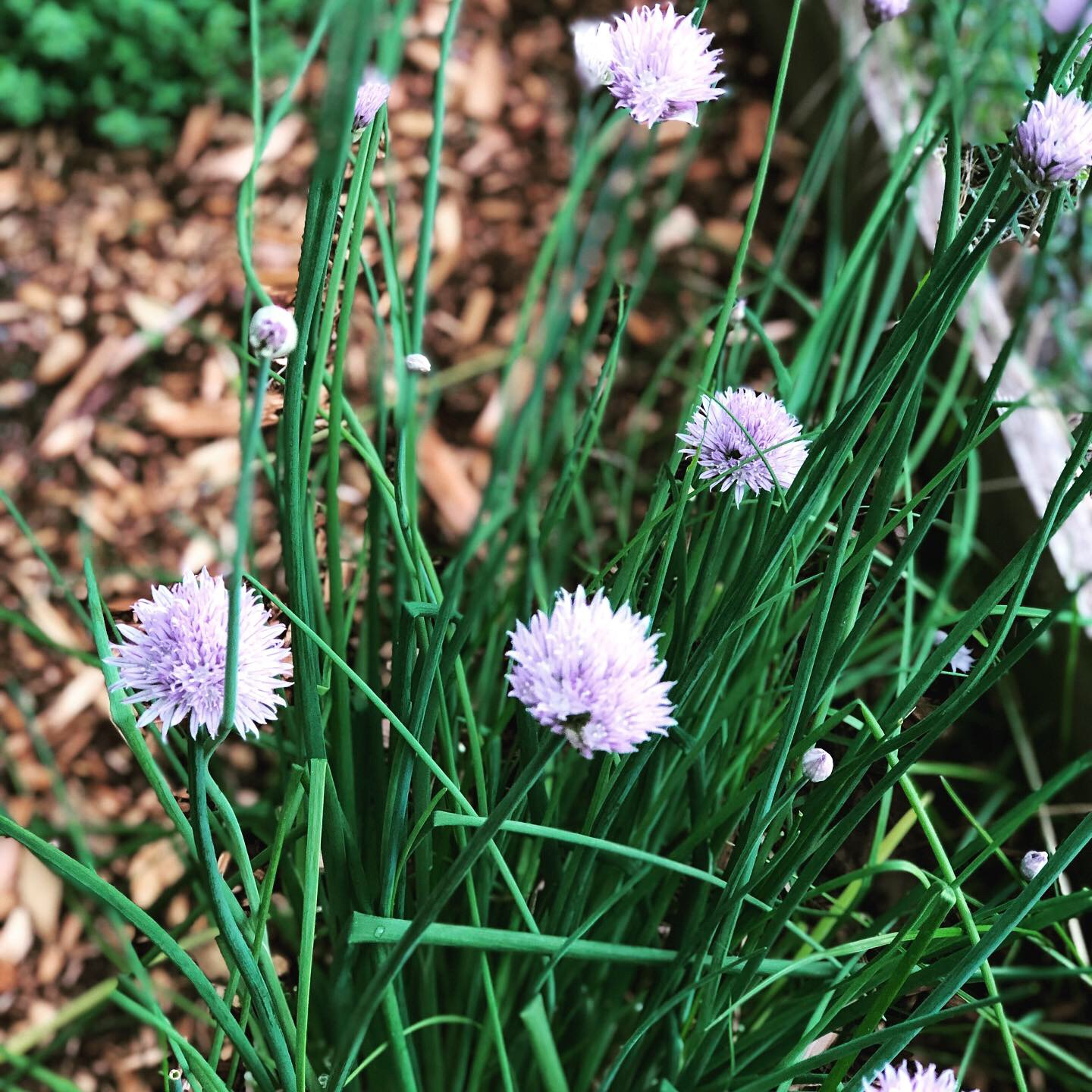 Minnesota in May: Tree and Garden Guide