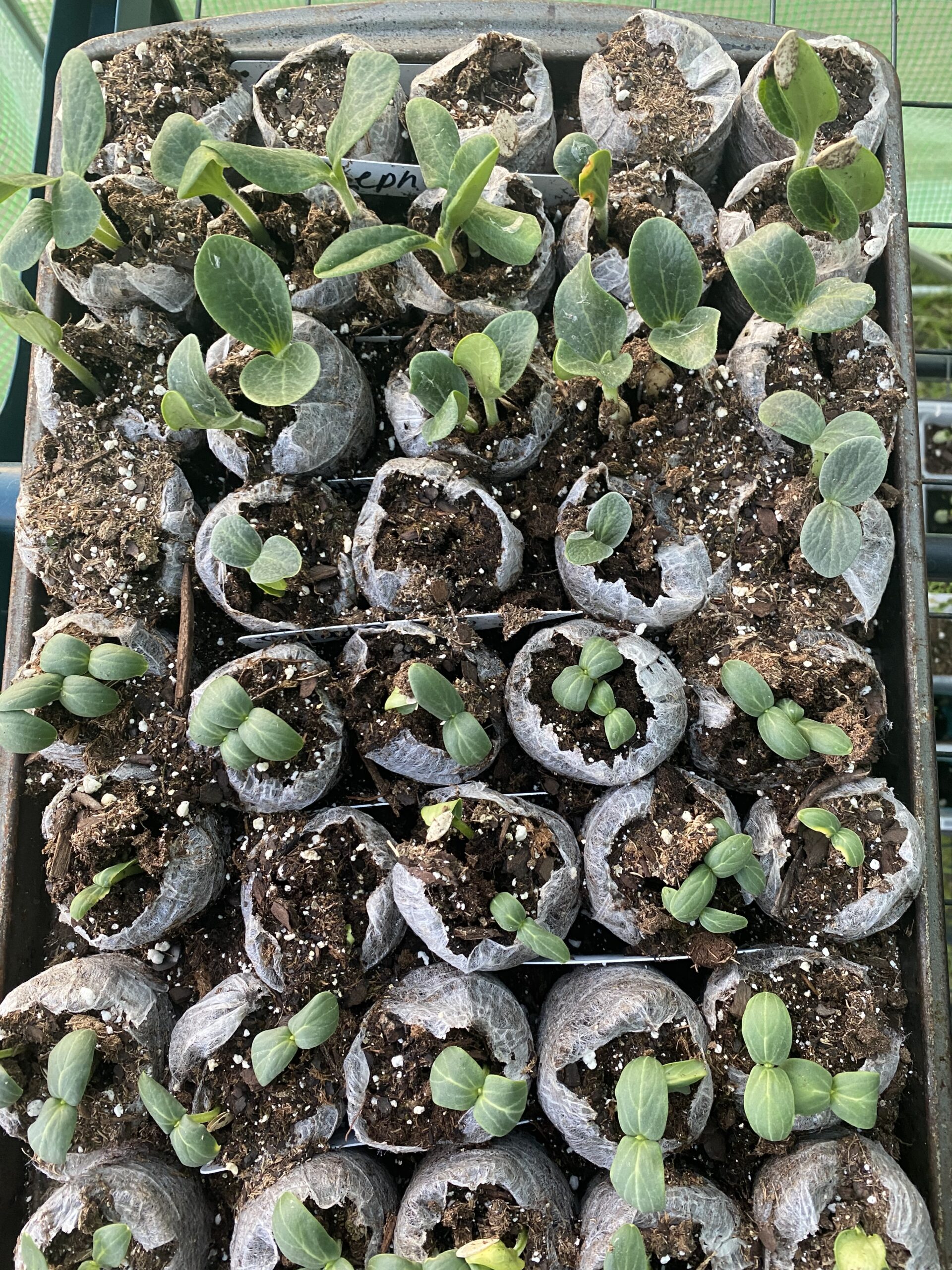 Minnesota in March: Tree and Garden Care Guide