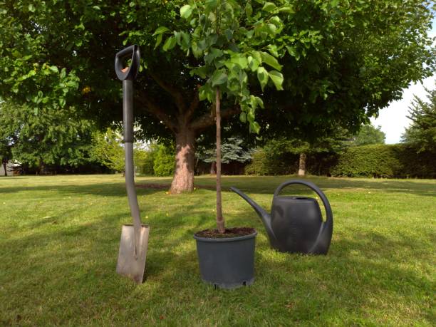 New Tree Planting Checklist