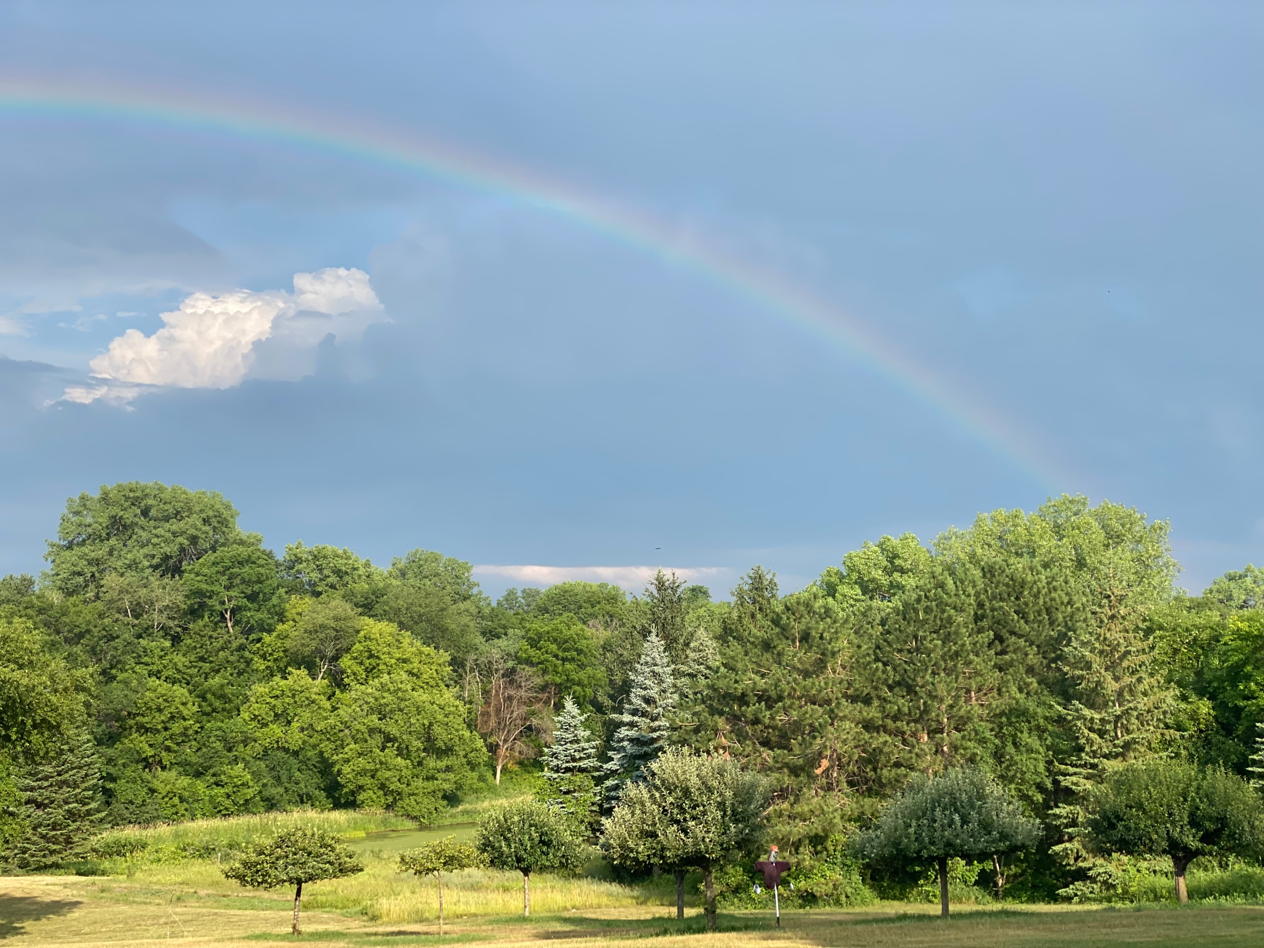 Tree Love: Earth’s Best Friend