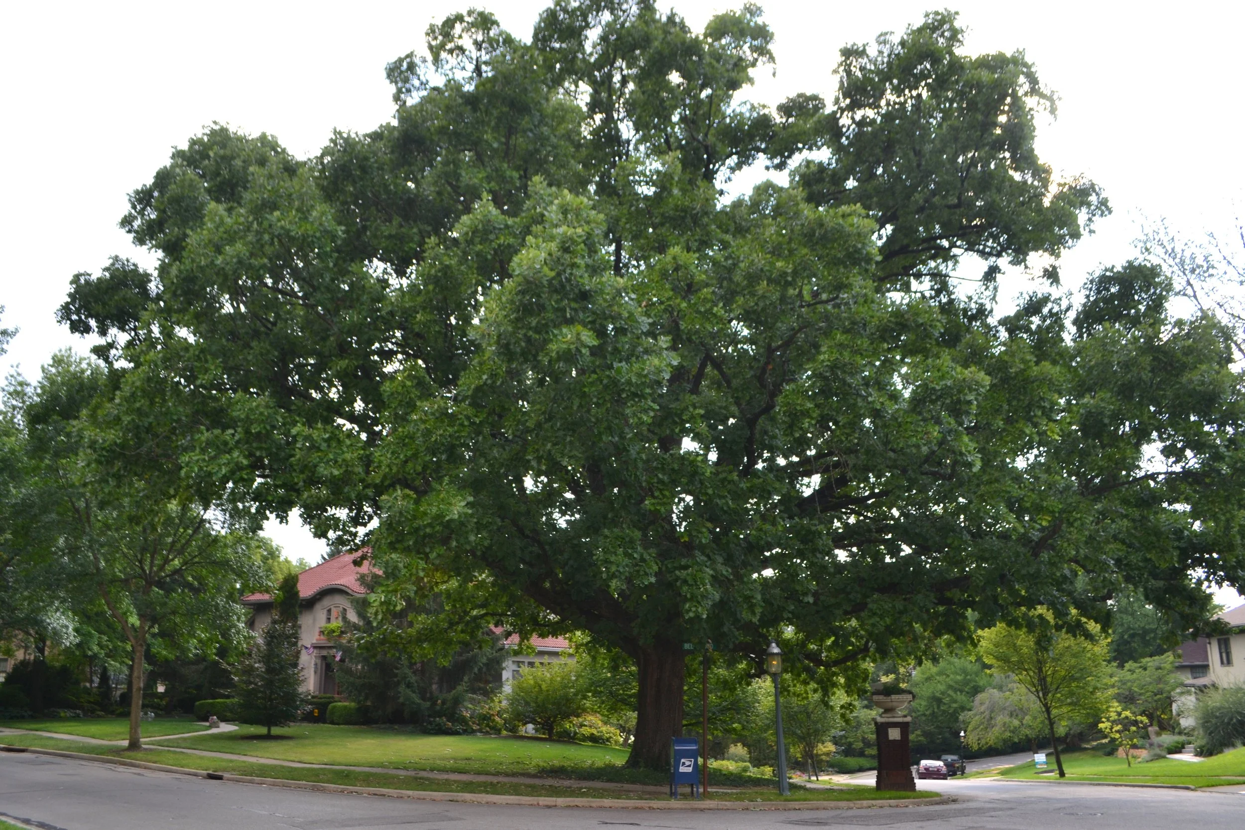Minnesota Native Trees to Plant Now for Climate Change