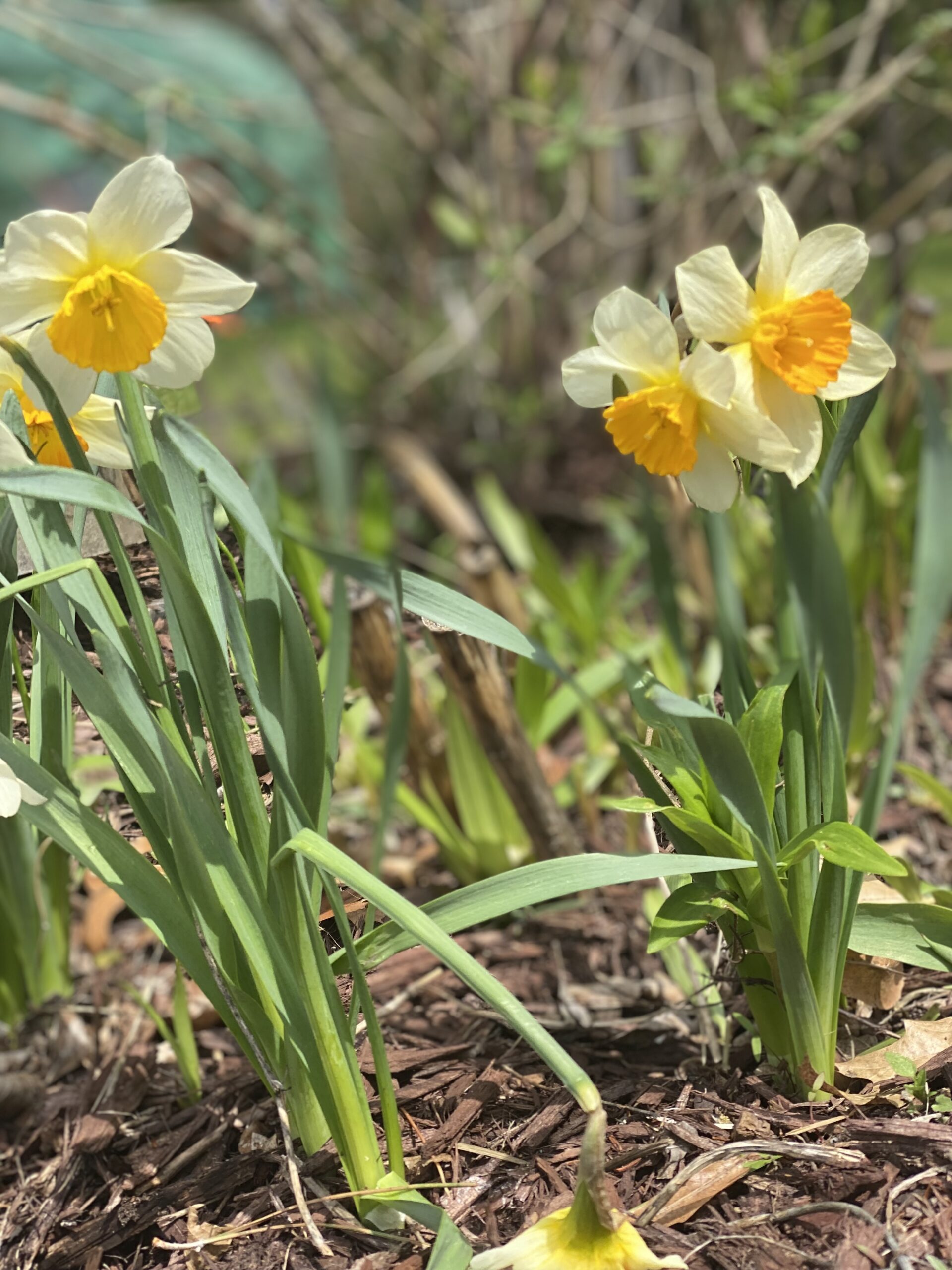 Minnesota in April: Tree and Garden Care Guide