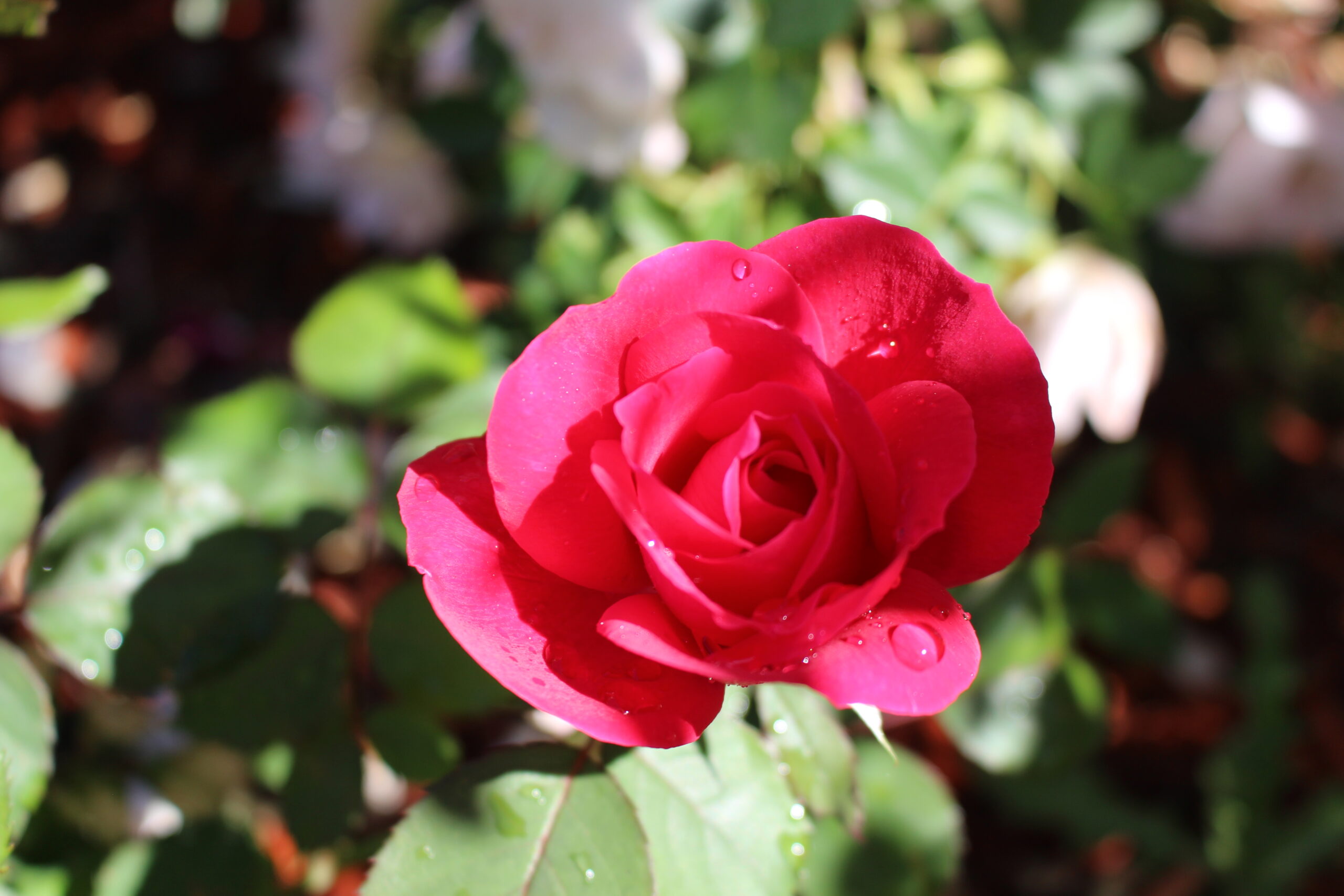Minnesota in June: Tree and Garden Guide